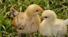 Decât hrănirea puiilor de broiler și non-bumps